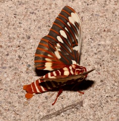 Citheronia splendens