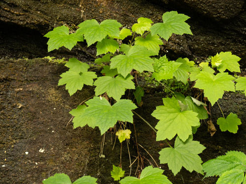 Heuchera villosa