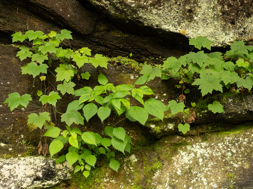 Heuchera villosa