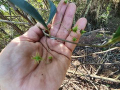 Pterocelastrus rostratus