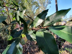 Pterocelastrus rostratus