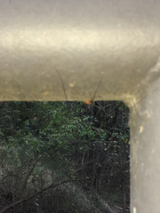 Opiliones