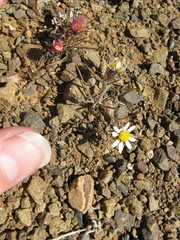 Alatoseta tenuis