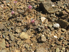 Alatoseta tenuis