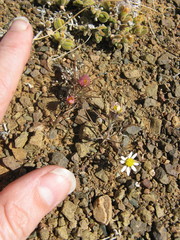 Alatoseta tenuis