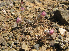 Alatoseta tenuis