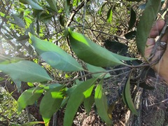 Pterocelastrus rostratus