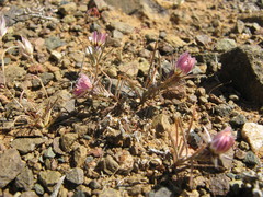 Alatoseta tenuis