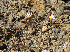 Alatoseta tenuis