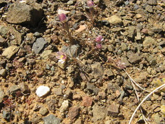 Alatoseta tenuis