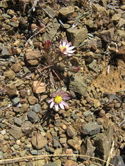 Alatoseta tenuis