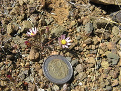Alatoseta tenuis