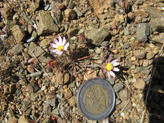 Alatoseta tenuis