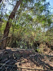 Pterocelastrus rostratus