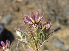 Alatoseta tenuis