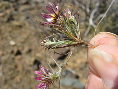 Alatoseta tenuis