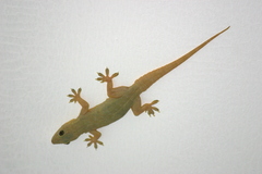 Hemidactylus flaviviridis