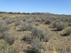 Alatoseta tenuis