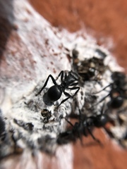 Cephalotes atratus