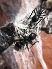 Cephalotes atratus