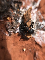 Cephalotes atratus