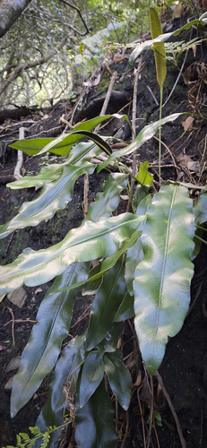 Elaphoglossum latifolium observed 2025-08-10