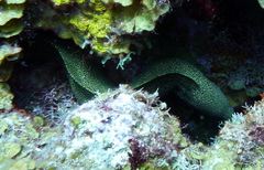 Gymnothorax miliaris