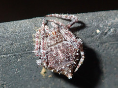 Araneae