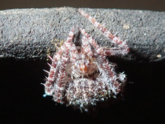 Araneae