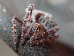 Araneae