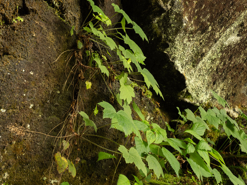 Heuchera villosa