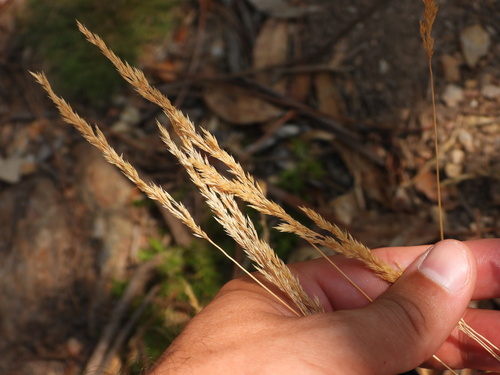 Alpagrostis setacea, photograph 4