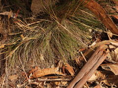 Alpagrostis setacea, photograph Duarte Frade, CC BY, iNaturalist via GBIF