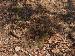 Alpagrostis setacea, photograph Duarte Frade, CC BY, iNaturalist via GBIF