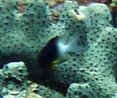 Stegastes partitus