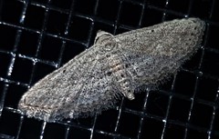 Araeopteron canescens