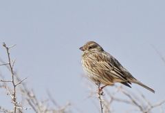 Emberiza calandra