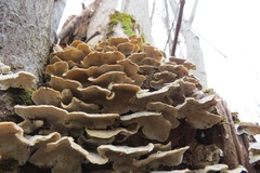 Trametes versicolor image