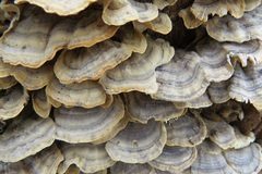 Trametes versicolor image