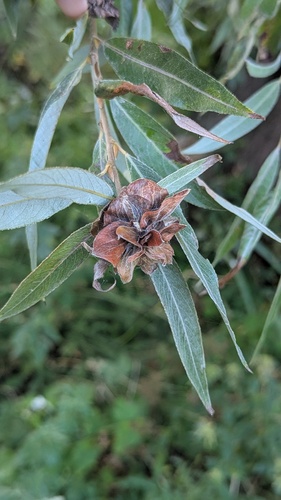 Willow Rose Gall Midge, Noordwijkerhout, Nederland, photo 3 of 10