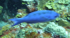 Bodianus parrae