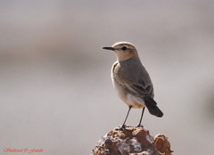 Oenanthe isabellina