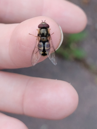 Unknown species found near West Glacier
