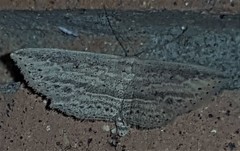Hyposada hydrocampata