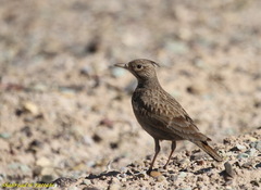 Galerida cristata