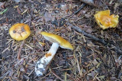 Cortinarius polymorphus