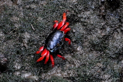 Paraleptuca chlorophthalmus