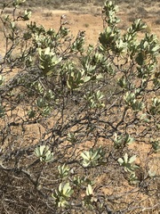 Leucadendron loranthifolium
