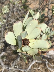 Leucadendron loranthifolium