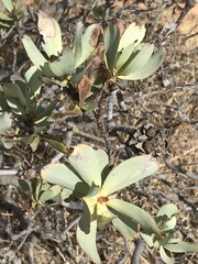 Leucadendron loranthifolium